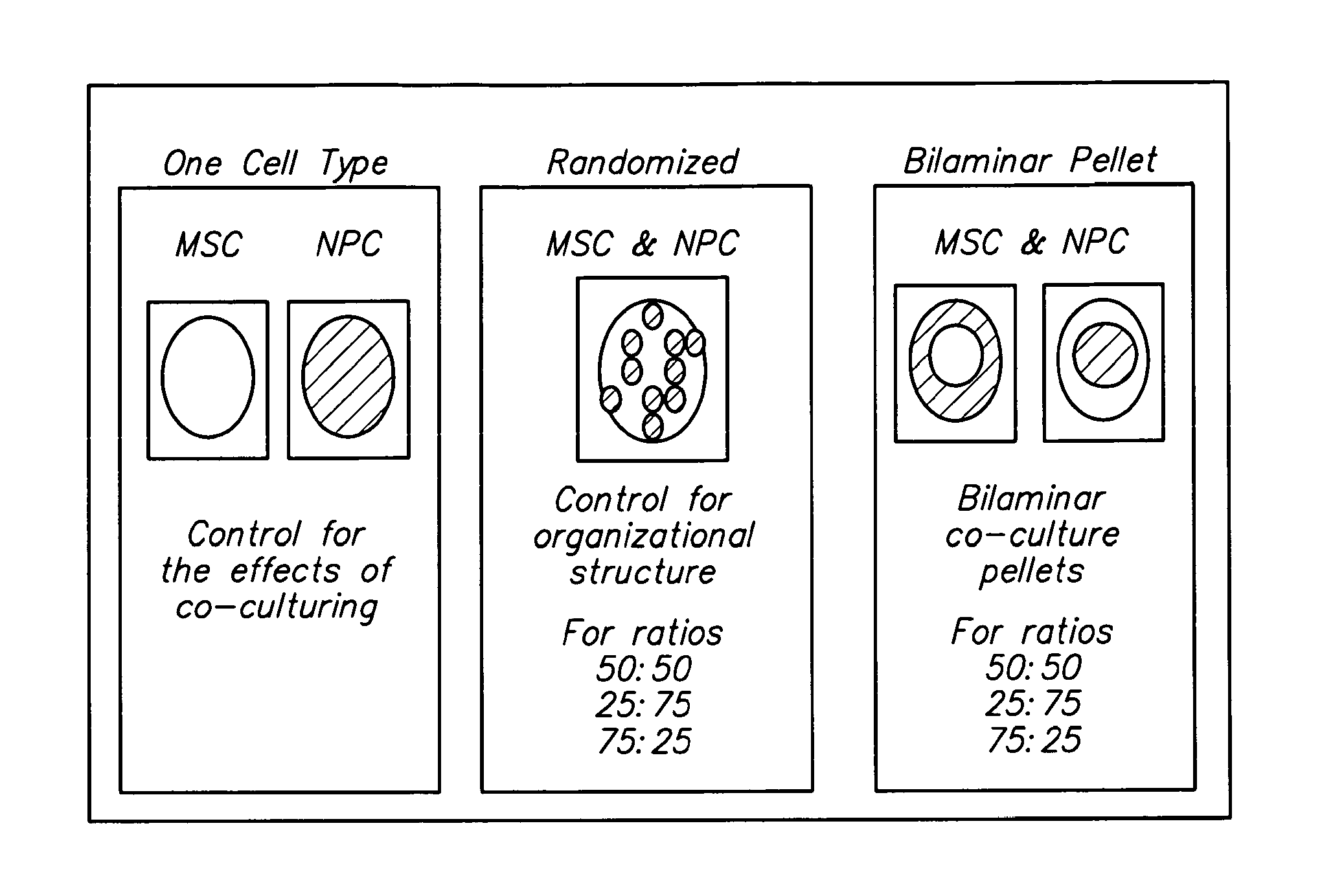 Compositions and methods for generating musculoskeletal tissue