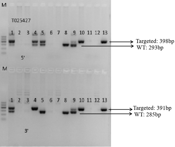 Construction method of PTDSS2 conditional gene knockout mouse model