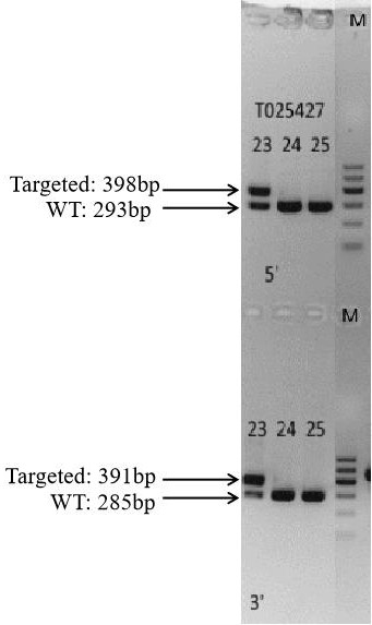 Construction method of PTDSS2 conditional gene knockout mouse model