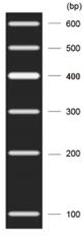 Construction method of PTDSS2 conditional gene knockout mouse model