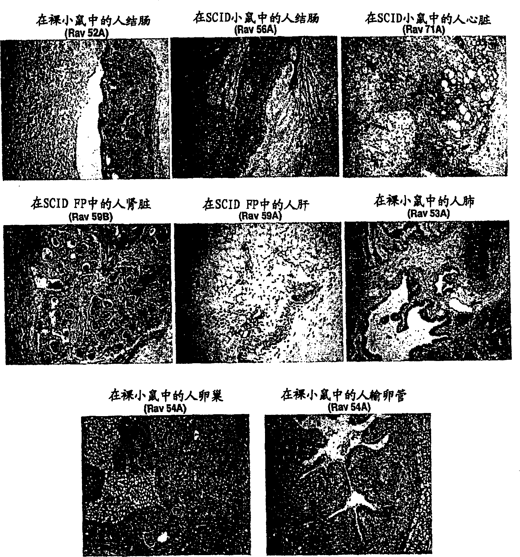 Animal model for toxicology and dose prediction