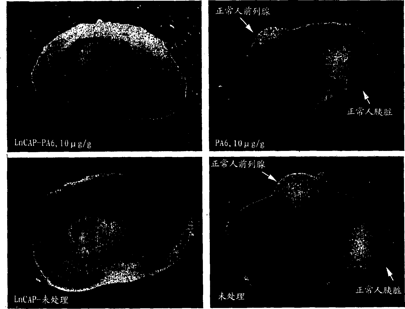 Animal model for toxicology and dose prediction