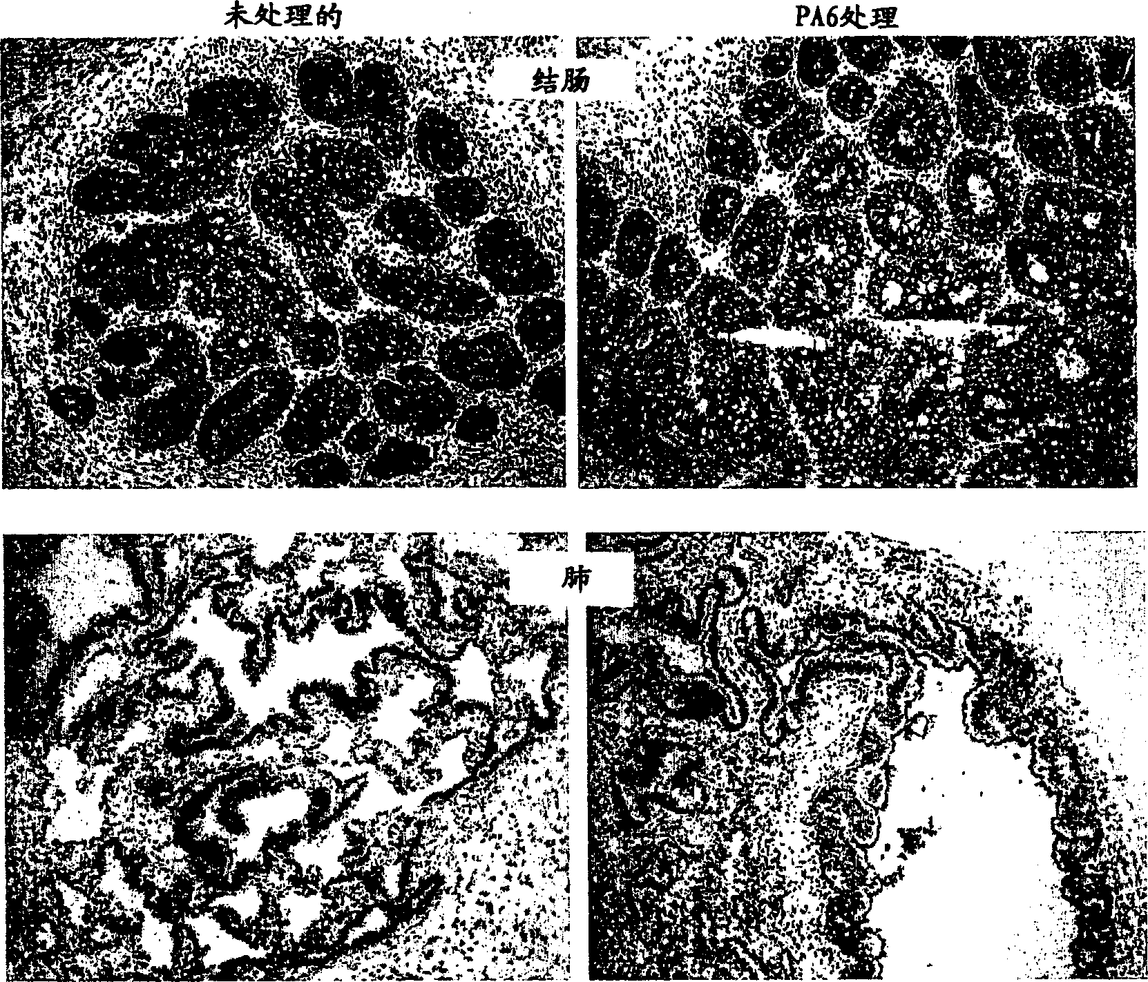 Animal model for toxicology and dose prediction