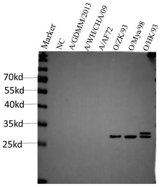 O-type foot-and-mouth disease virus structural protein VP1 broad-spectrum neutralizing antibody as well as preparation method and application thereof