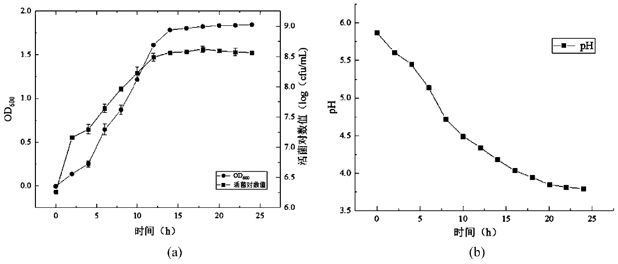 Lactobacillus delbrueckii and preparation method and application of direct-to-vat lactobacillus delbrueckii fermenting agent