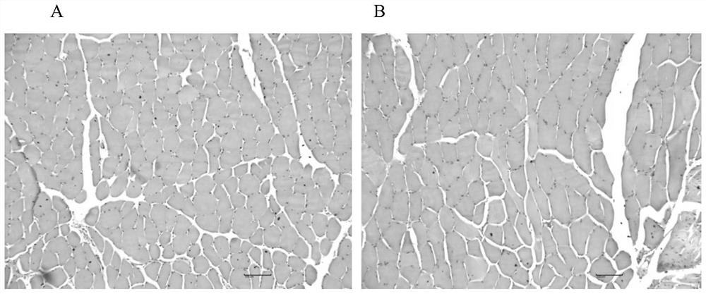 Veterinary enrofloxacin solid lipid nanosuspension and preparation method thereof