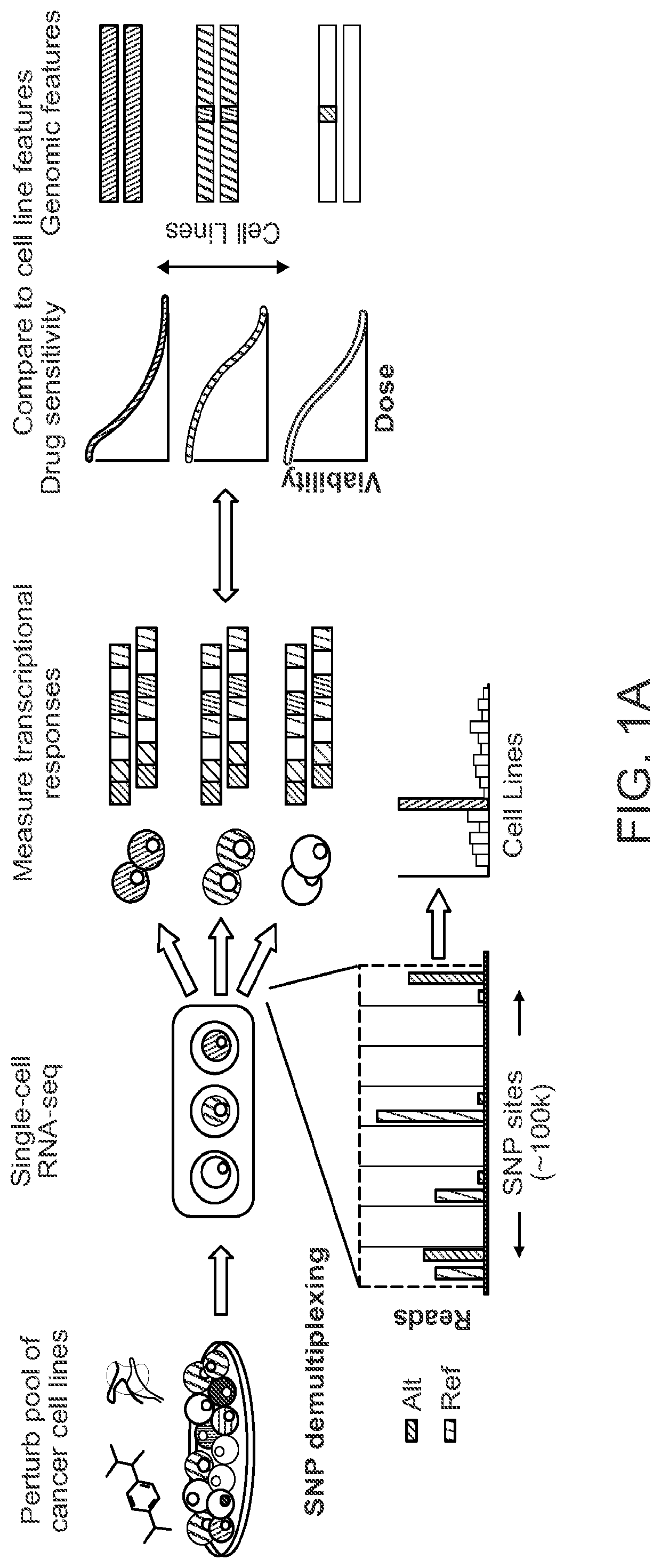 Rapid prediction of drug responsiveness