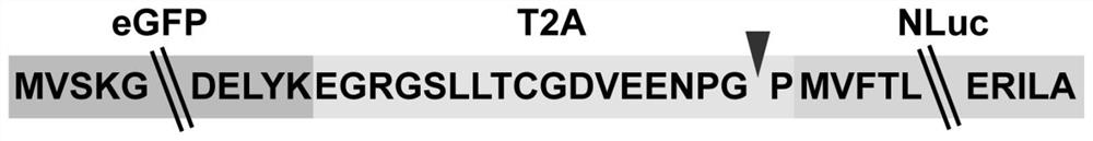 Recombinant parainfluenza virus type 5 for expressing double report tags