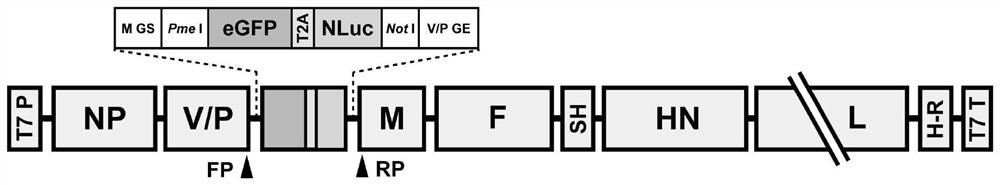 Recombinant parainfluenza virus type 5 for expressing double report tags