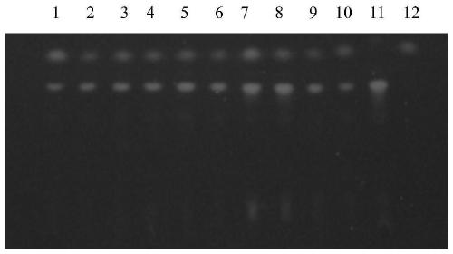 A method for identifying hibiscus bark in a compound traditional Chinese medicine