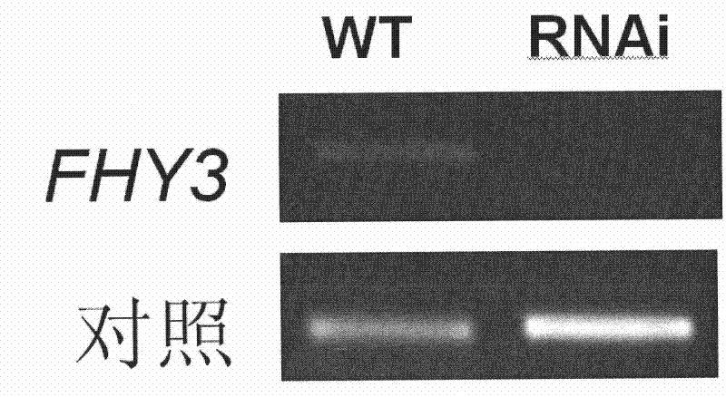 Method for changing content of chlorophyll in plant