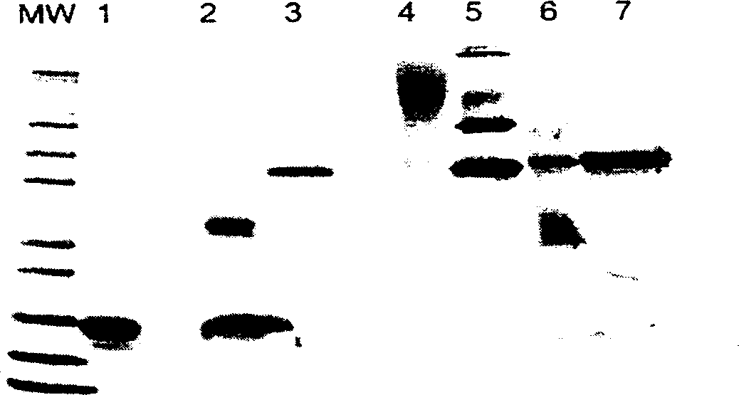 Method for preparing polyethylene glycol-modified alpha-interferon 1b