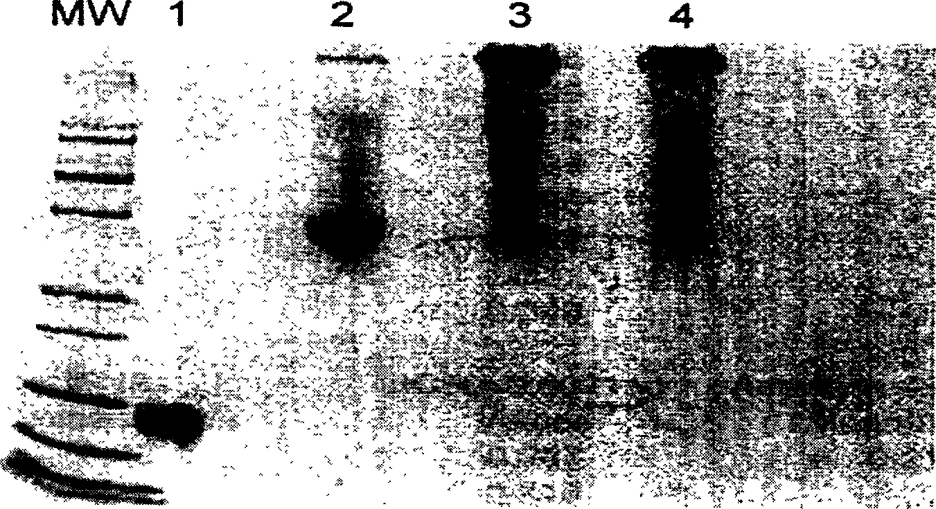 Method for preparing polyethylene glycol-modified alpha-interferon 1b