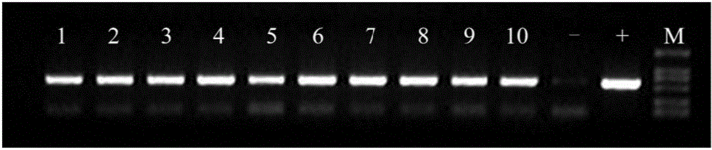 Application of OsSAPK9 protein and coding gene thereof in improving resistance to rice bacterial leaf blight