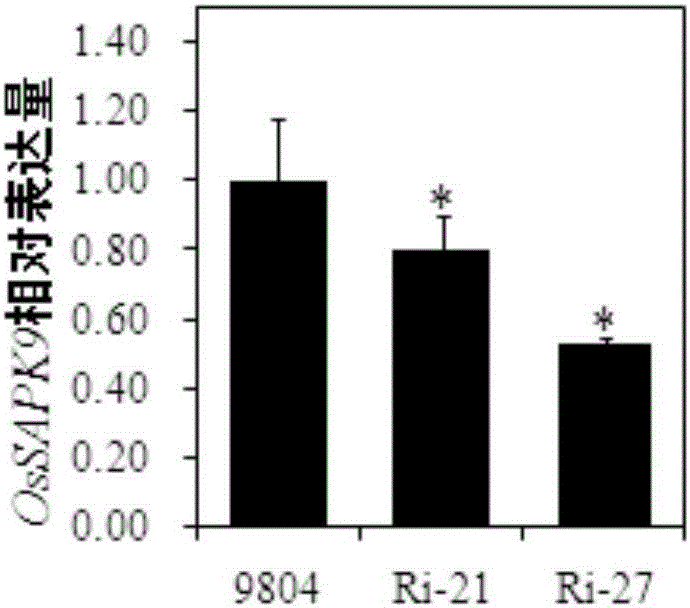 Application of OsSAPK9 protein and coding gene thereof in improving resistance to rice bacterial leaf blight