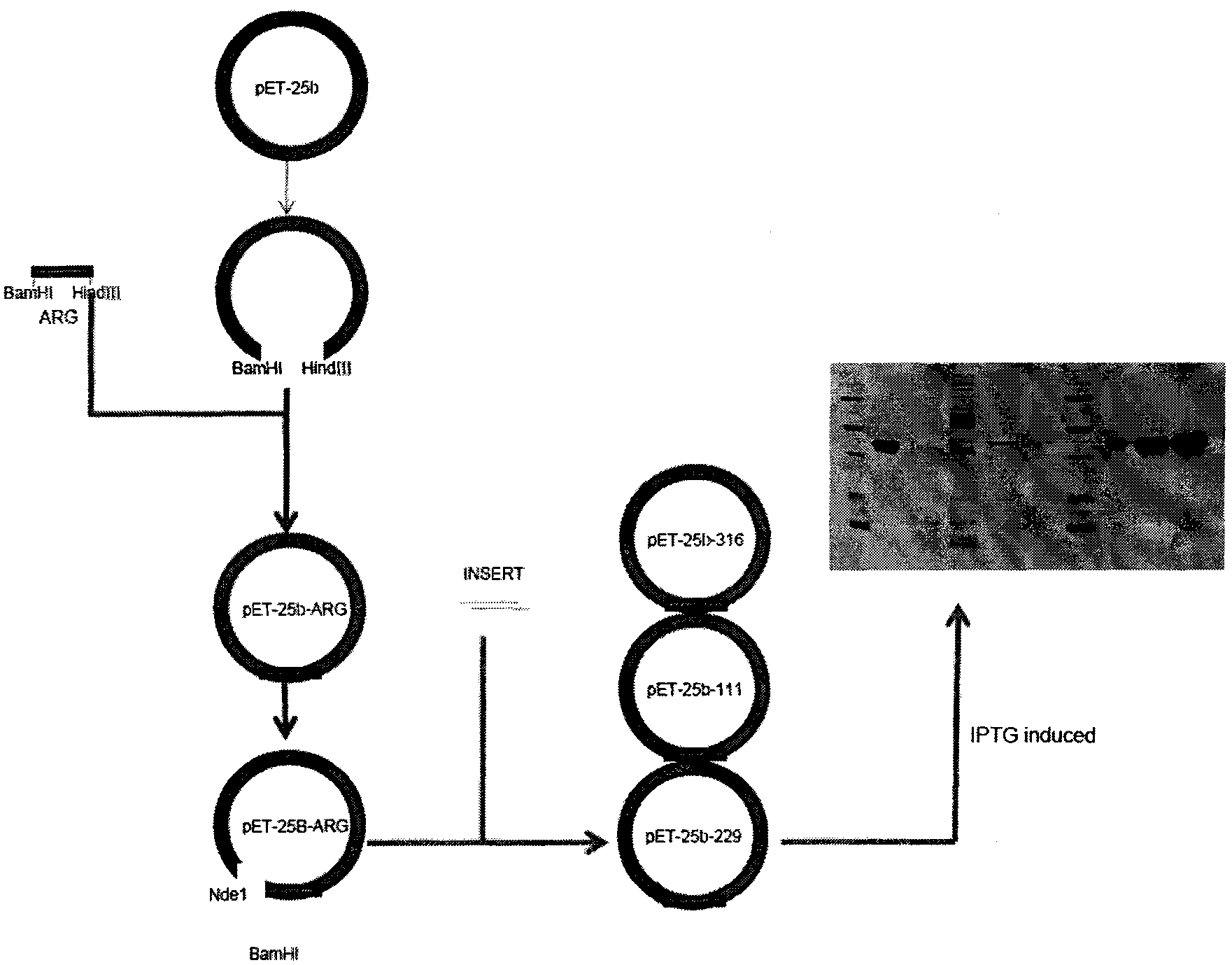 Recombinant human arginase fusion protein and application thereof