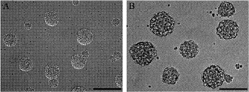 Tissue-engineered neural tissues and construction method thereof