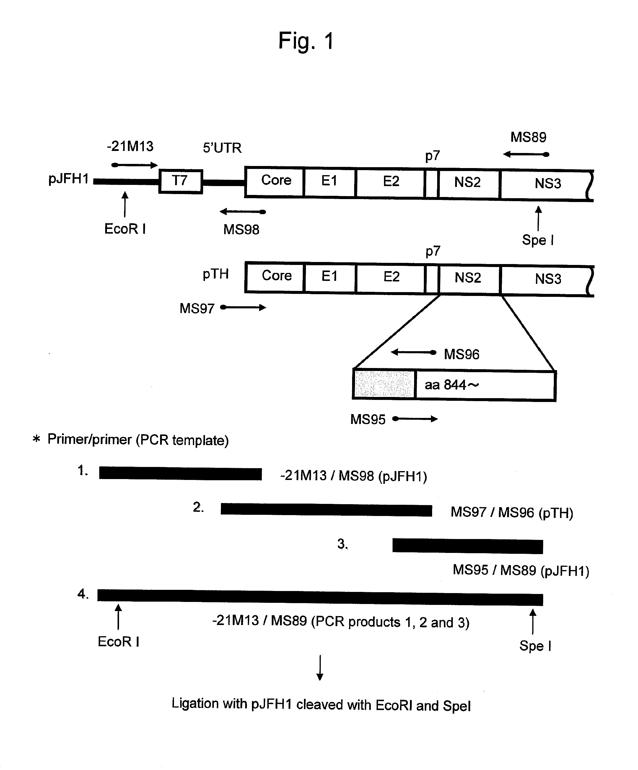 Nucleic acid comprising chimeric gene derived from hepatitis c virus