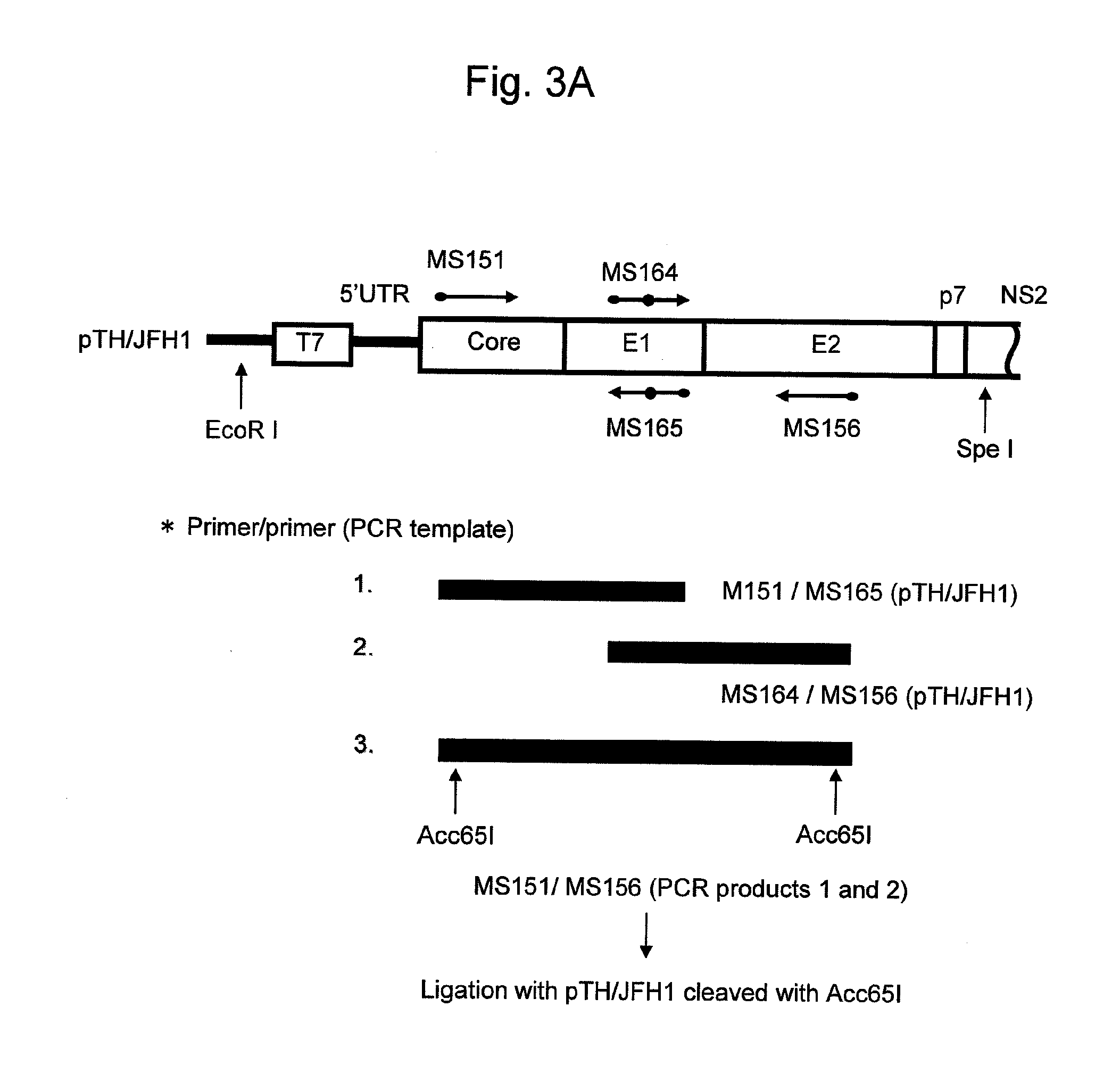 Nucleic acid comprising chimeric gene derived from hepatitis c virus