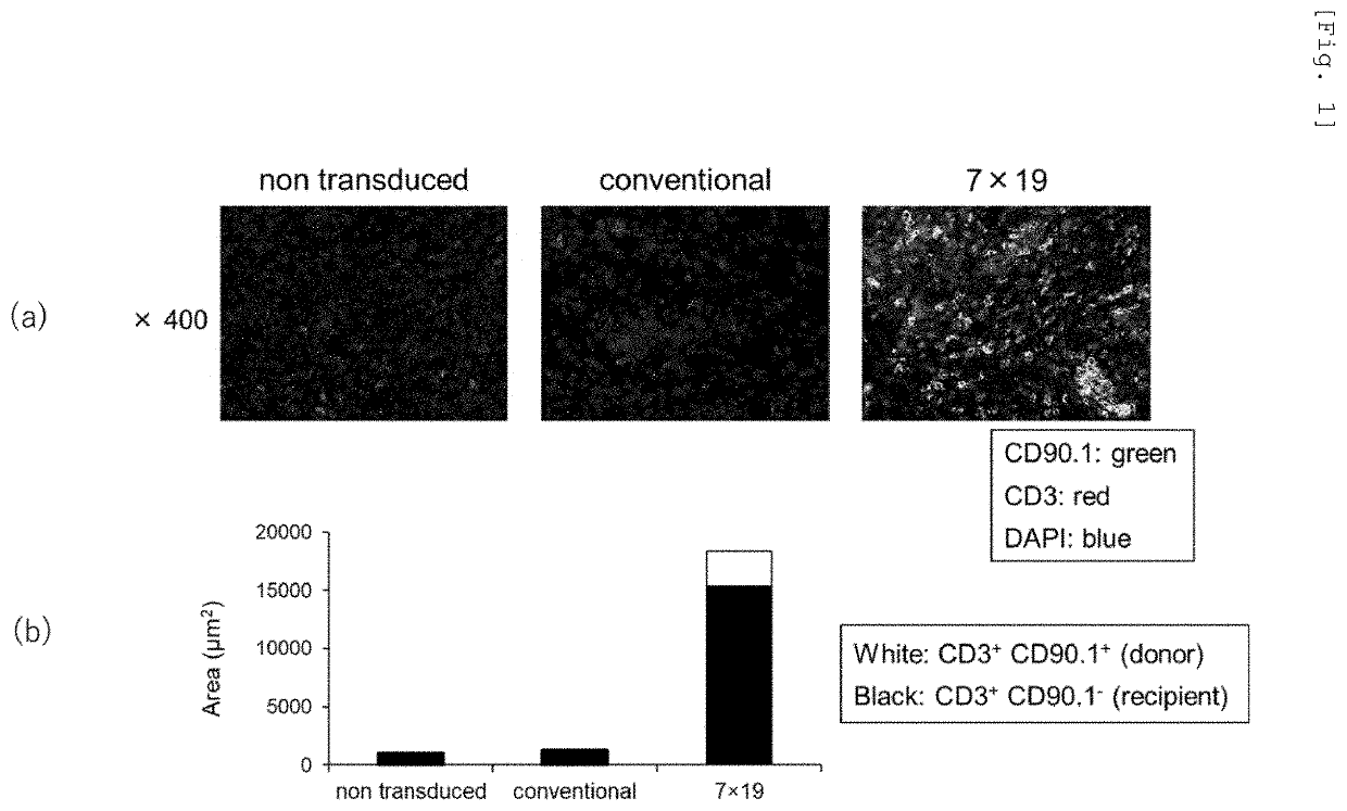 Enhancer for t-cells or b-cells having memory function, malignant tumor recurrence inhibitor, and inducer for inducing memory function in t-cells or b-cells