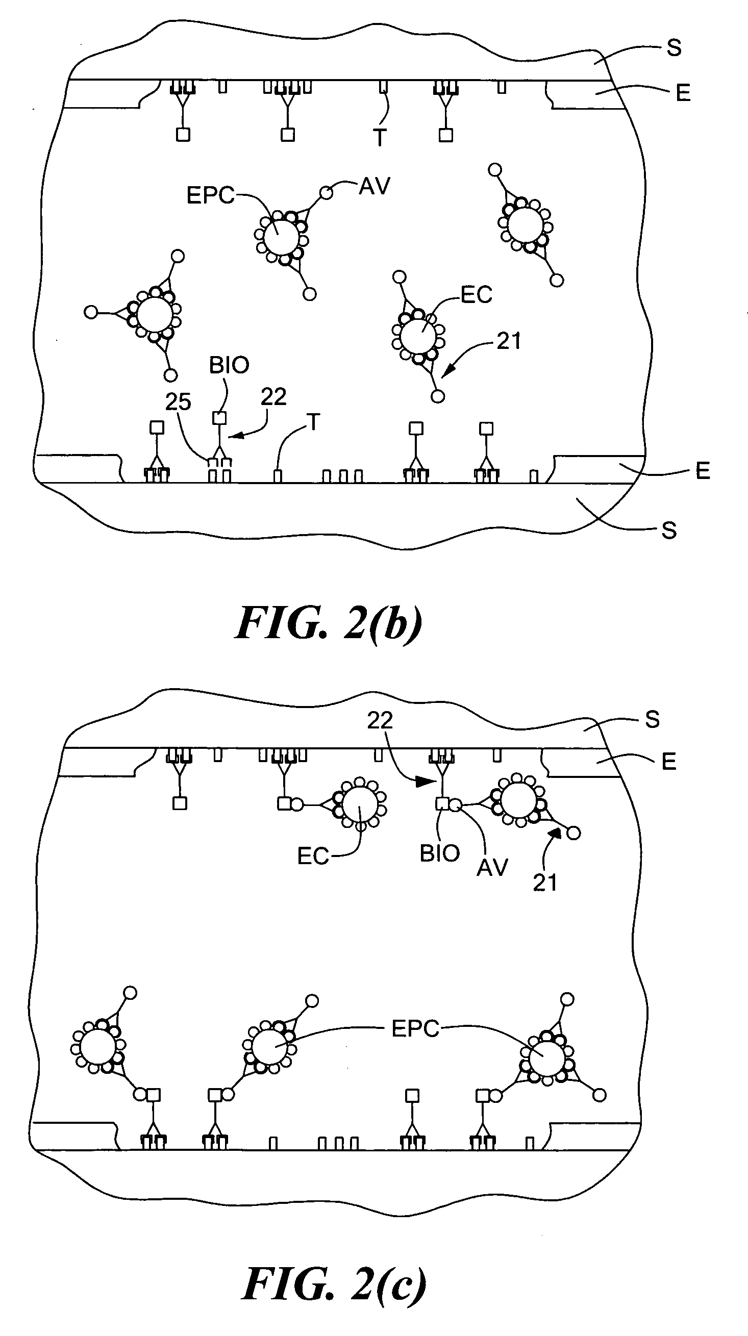 Endothelialization of vascular surfaces