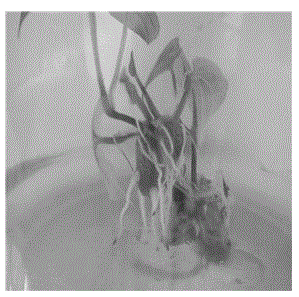 Method for induction of test-tube seedling Dioscorea Opposita Thunb. beans and seedling formation