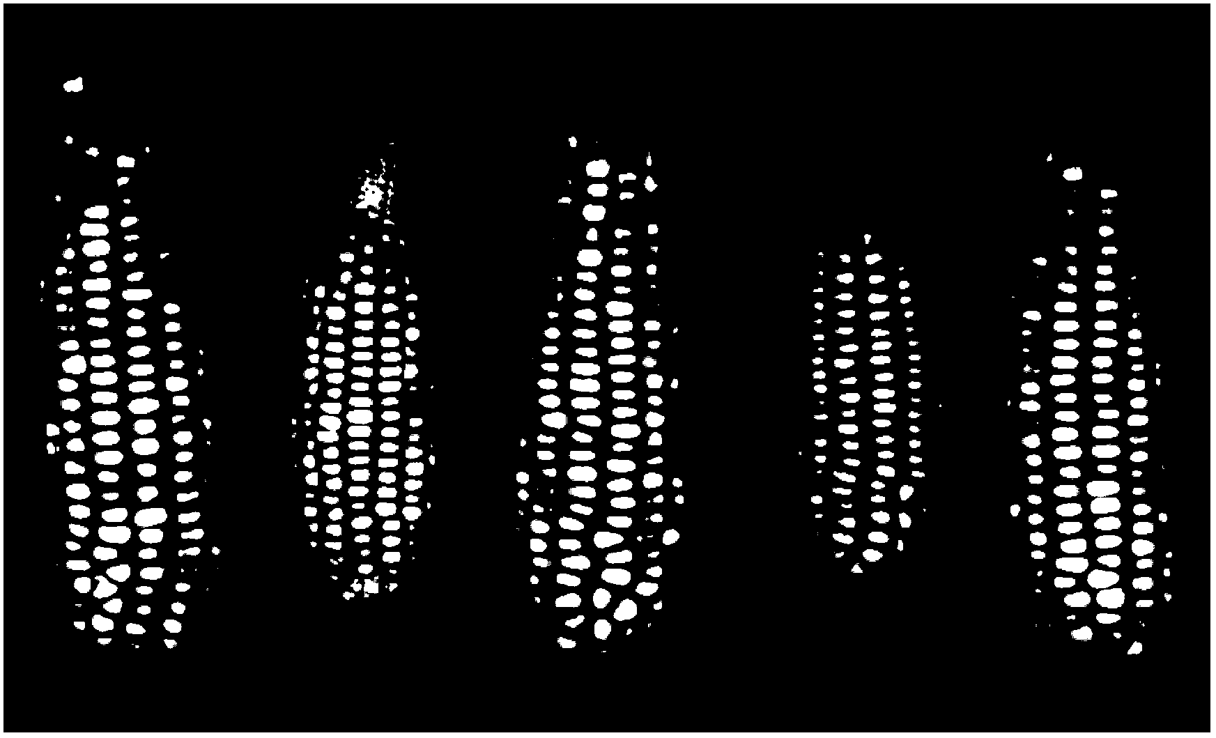 High-efficiency corn ear seed test method and device based on image