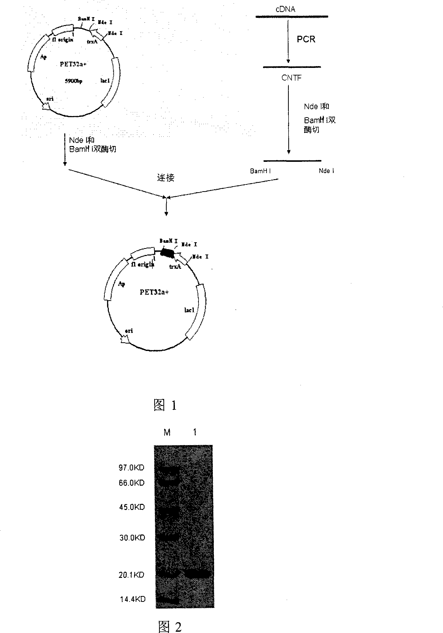 Ciliary neurotrophic factors decorated by polyglycol polymer and preparation method thereof