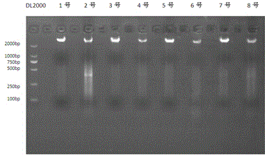 Primer pair capable of detecting specificity of human mitochondrial genome