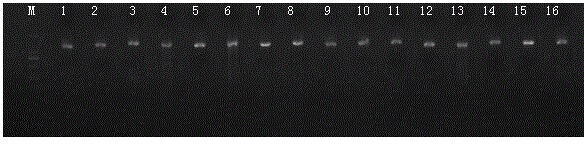 Primer pair capable of detecting specificity of human mitochondrial genome