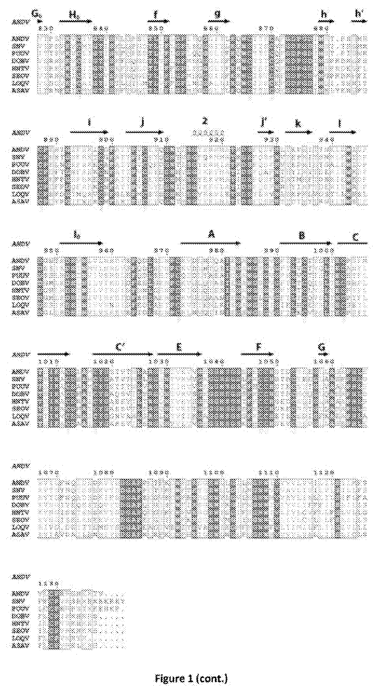 Engineered spike proteins of hantaviruses and uses thereof