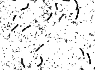 2-keto-L-gulonic acid high tolerance type gluconobacteroxydans and application thereof in vitamin C fermentation production