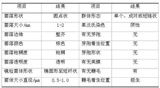 2-keto-L-gulonic acid high tolerance type gluconobacteroxydans and application thereof in vitamin C fermentation production