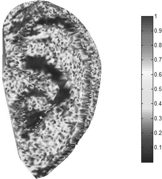 Method for describing three-dimensional auricle shape features based on local salience and two-dimensional main manifold