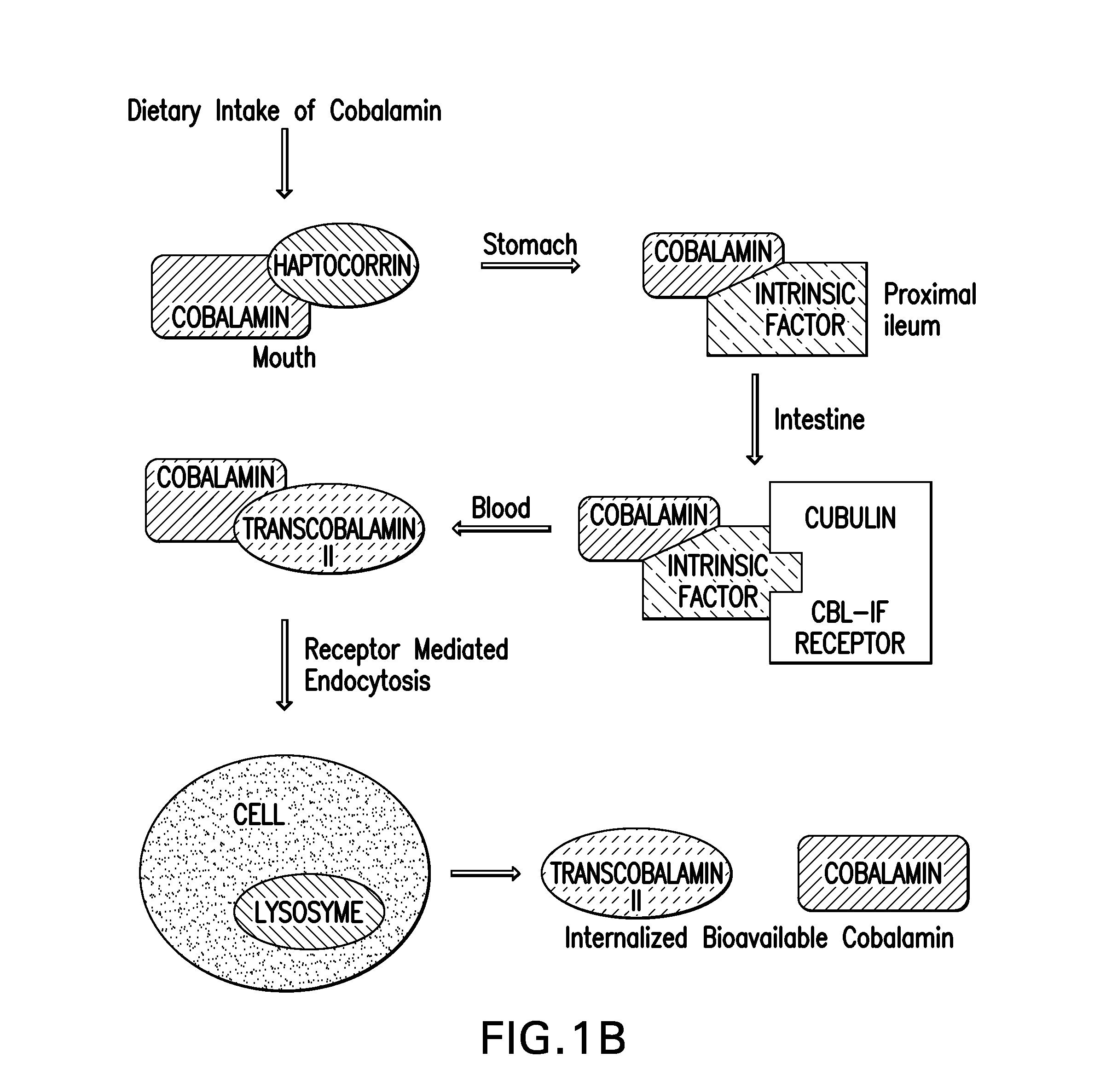 Vitamine B12 - Peptide Conjugates for Oral Delivery