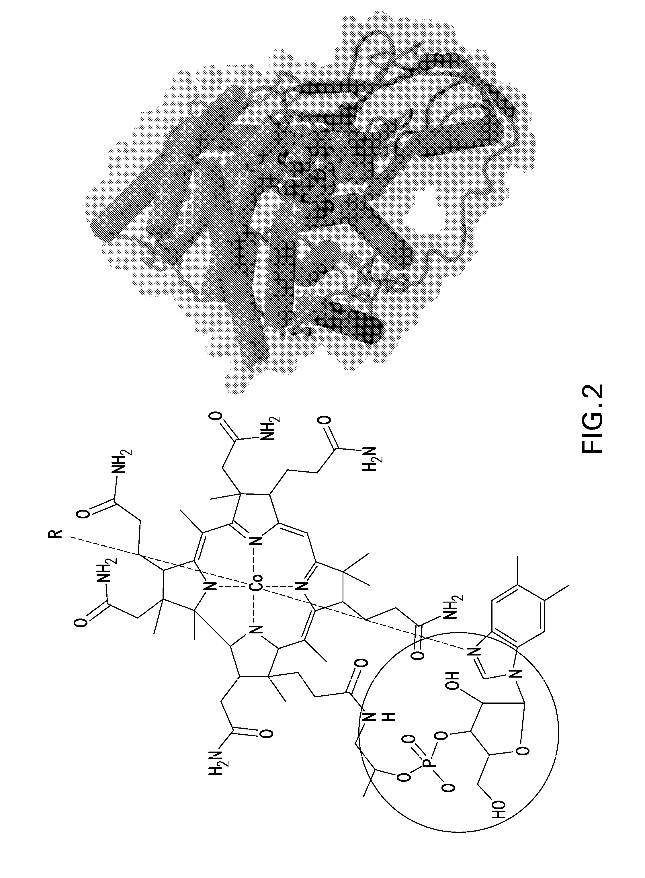 Vitamine B12 - Peptide Conjugates for Oral Delivery