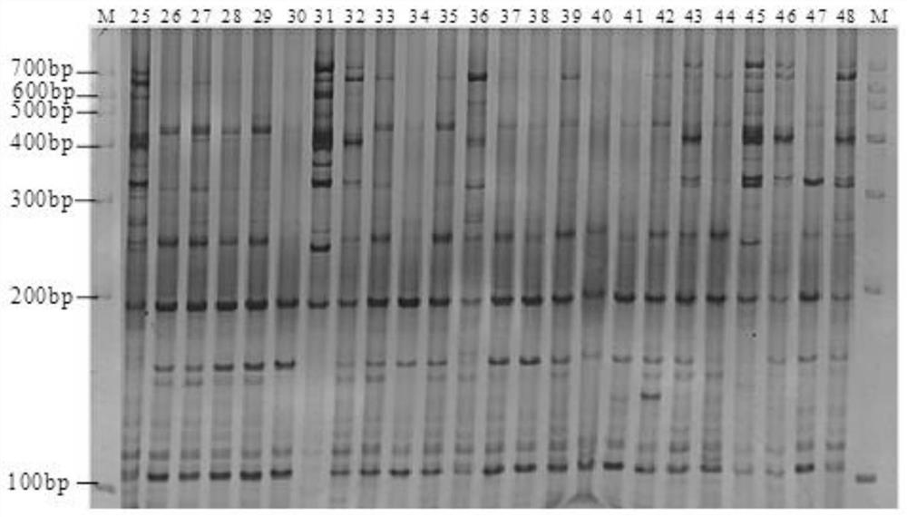 A method for analyzing the genetic diversity of Tsaoguo germplasm resources based on srap markers