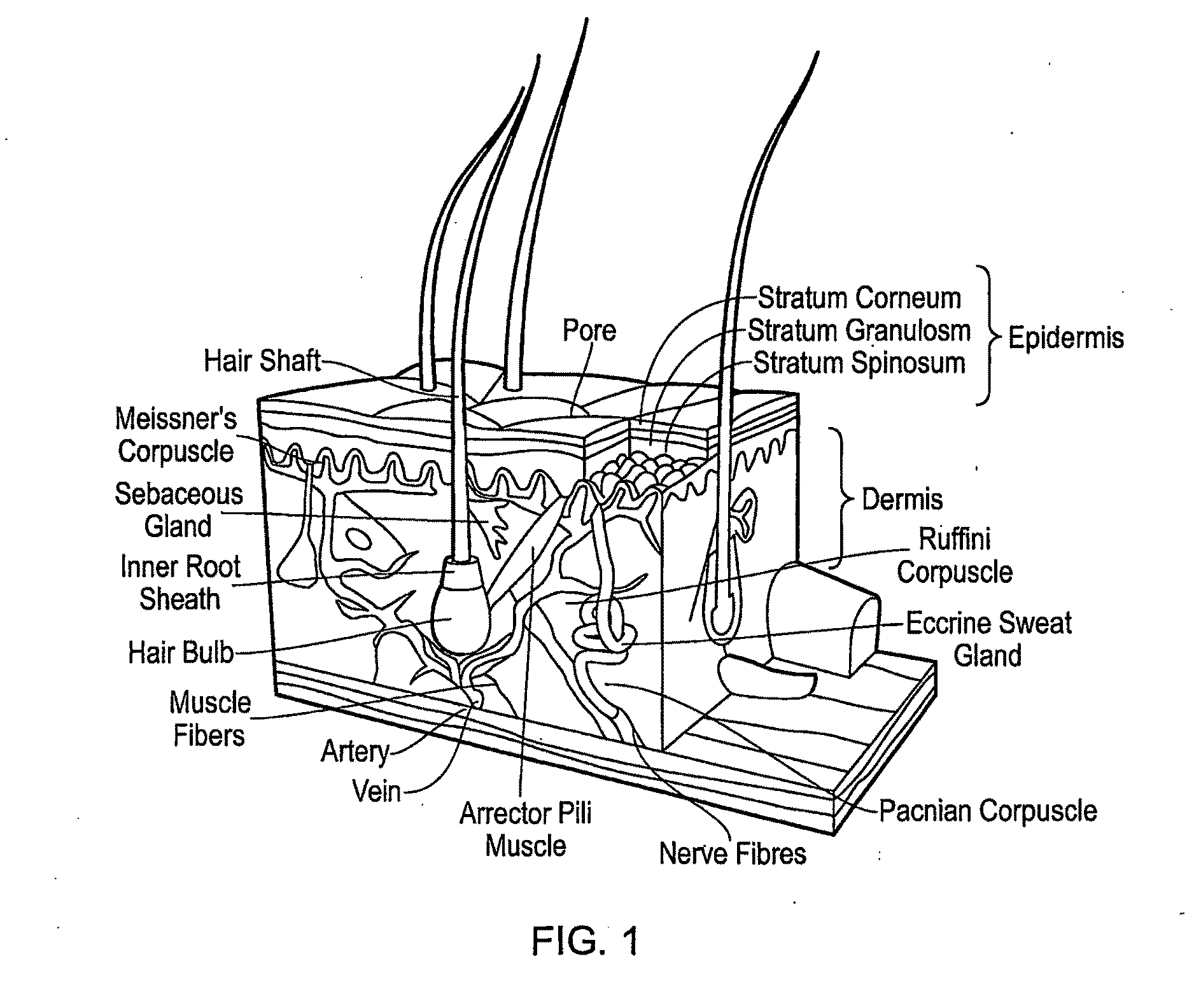 Multilayer Scaffold