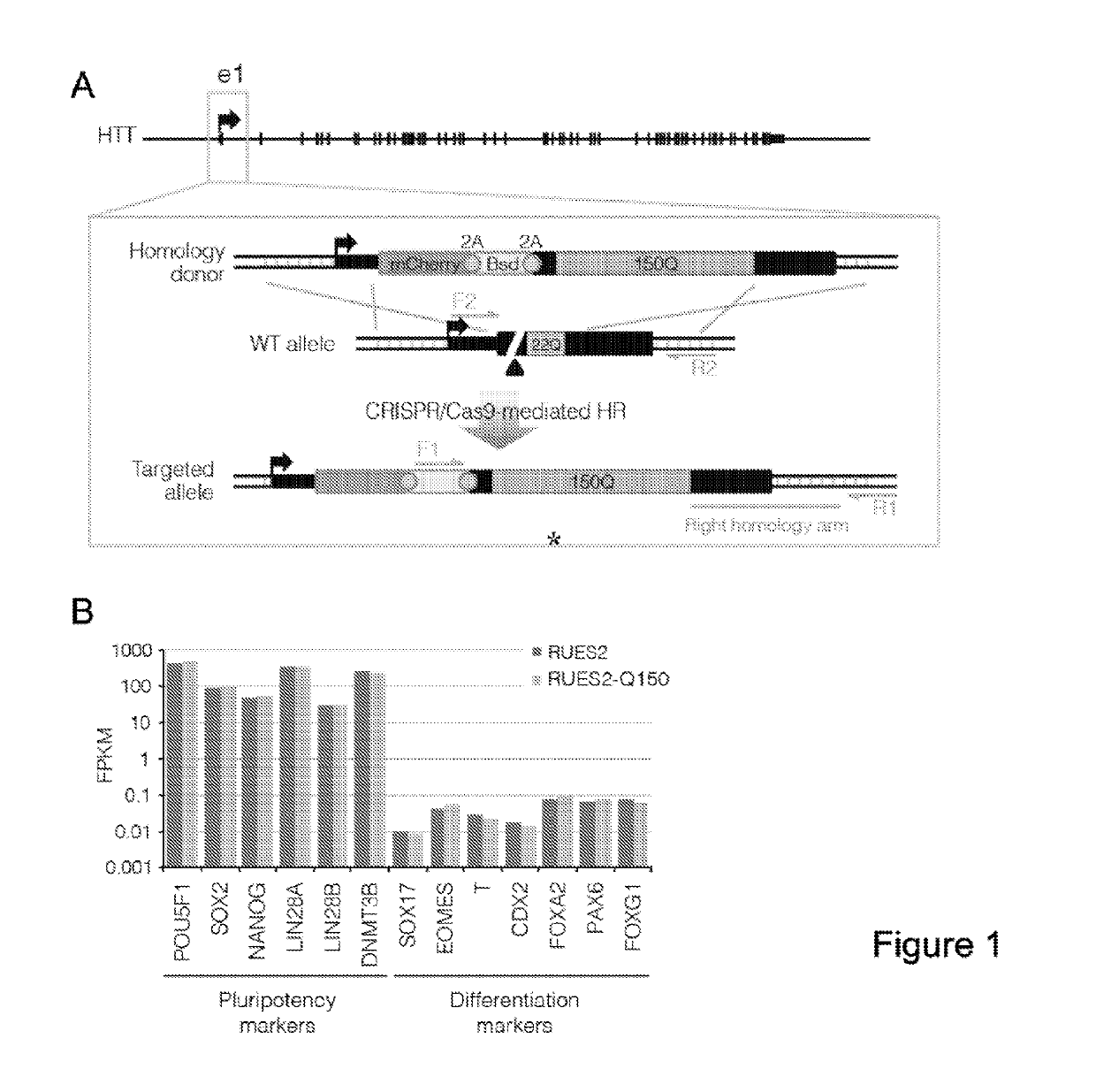 Embryonic Cell-Based Therapeutic Candidate Screening Systems, Models for Huntington's Disease and Uses Thereof