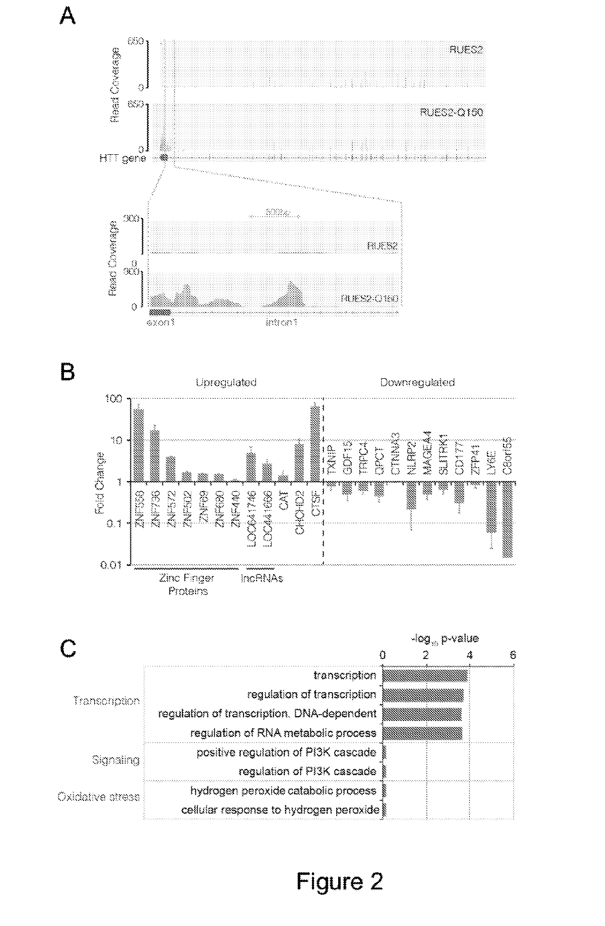 Embryonic Cell-Based Therapeutic Candidate Screening Systems, Models for Huntington's Disease and Uses Thereof