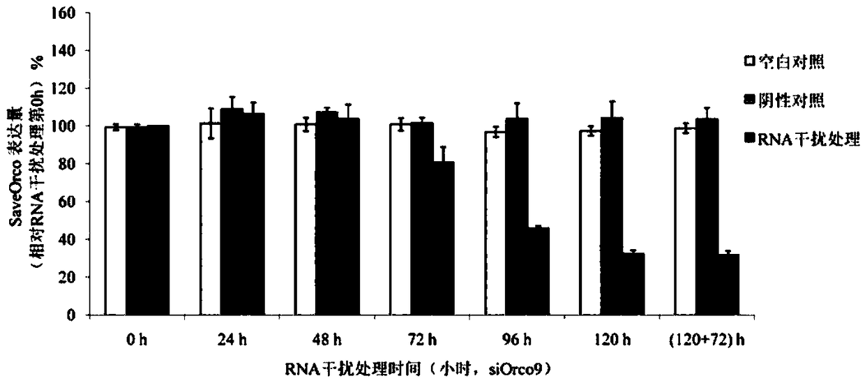 siRNA designed based on the conserved sequence of the olfactory receptor SaveOrco of sitobion avenae and its application