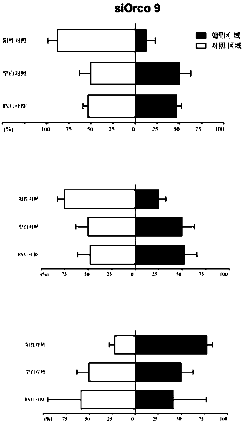 siRNA designed based on the conserved sequence of the olfactory receptor SaveOrco of sitobion avenae and its application