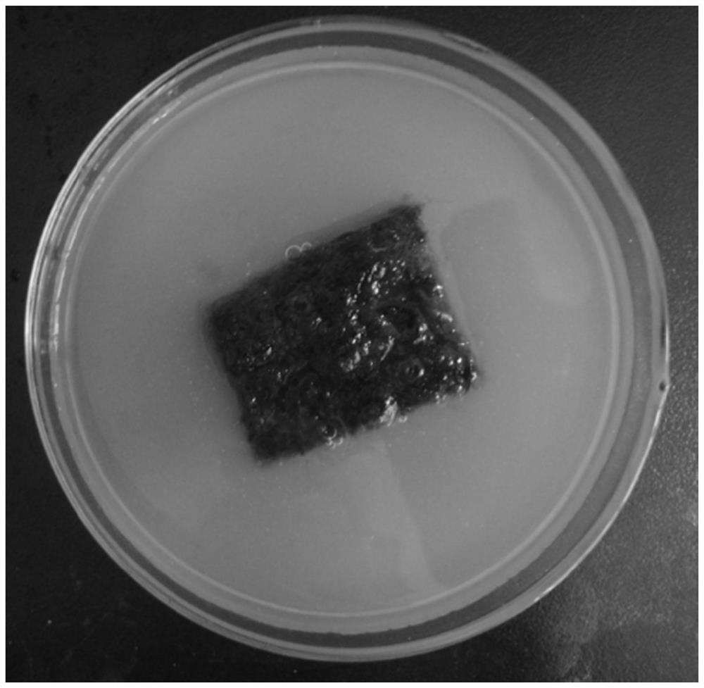 Bactericidal mildewproof agent and preparation method and application thereof