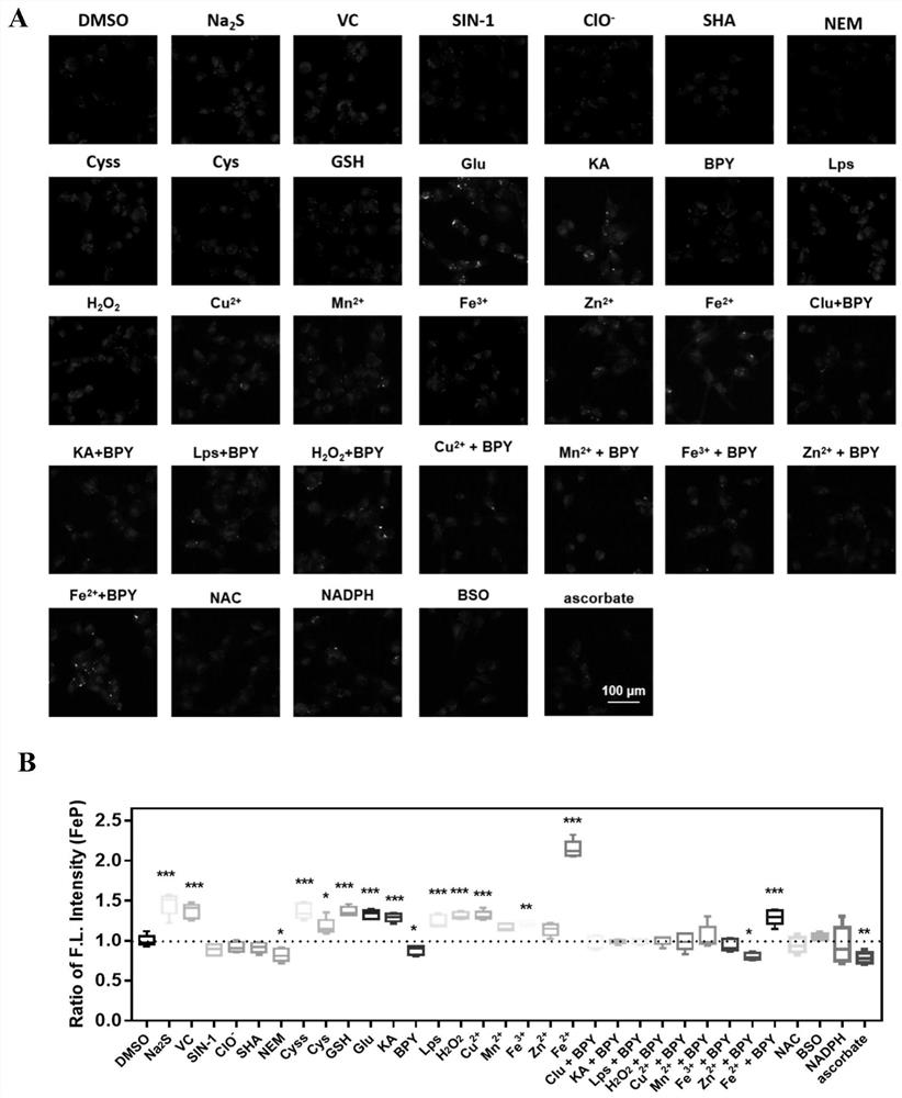 Application of ferroptosis-based key marker in high-throughput screening of anti-epileptic regulators