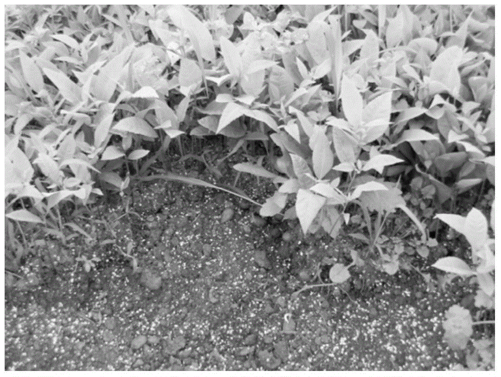 Method for cultivating carya illinoinensis seedlings in high-density and high-quality mode