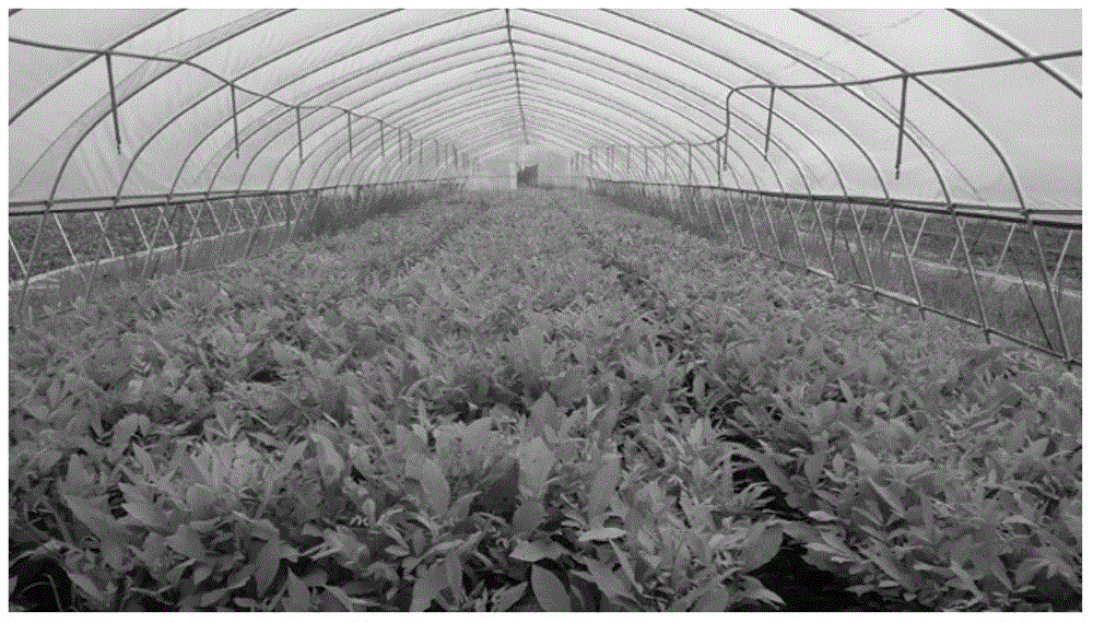 Method for cultivating carya illinoinensis seedlings in high-density and high-quality mode