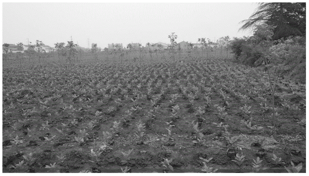 Method for cultivating carya illinoinensis seedlings in high-density and high-quality mode