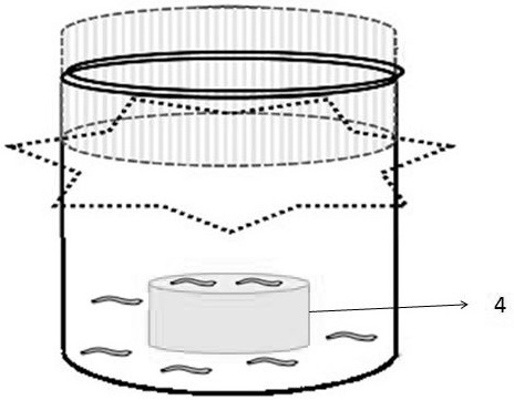 Indoor propagation method of Cotesia flavipes Cameron