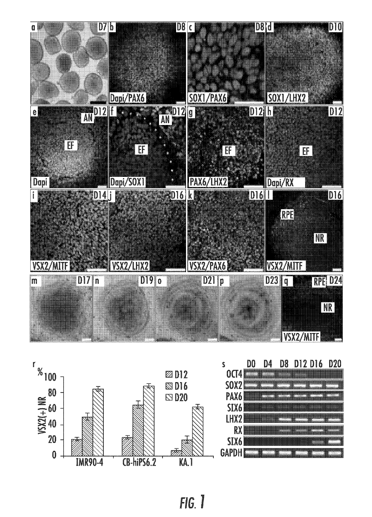 Methods for forming three-dimensional human retinal tissue in vitro