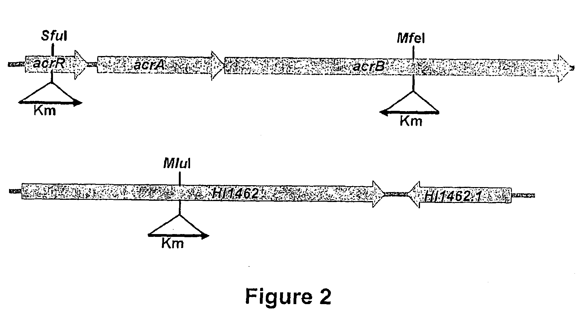 Method for Increasing the Susceptibility of Peptide Deformylase Inhibitors by Using Efflux Pump Inhibitors